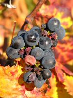 vignes (8).JPG